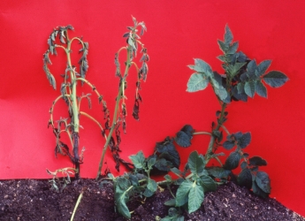 Blackleg-affected potato plants (c) James Hutton Institute