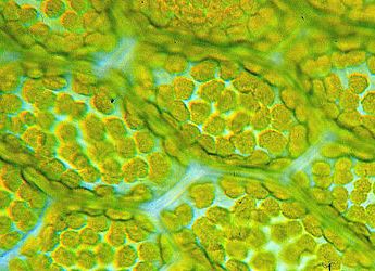 Chloroplasts (c) Wikicommons