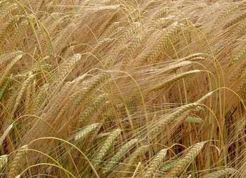 Barley growing in a field