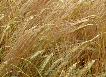 Barley growing in a field