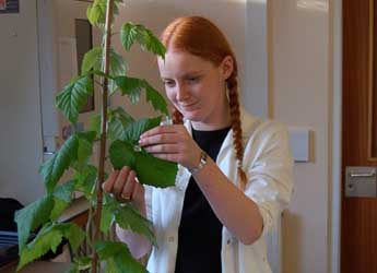 Photograph of a postgraduate student examining raspberry canes
