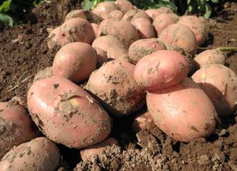 Photograph of potatoes in the field