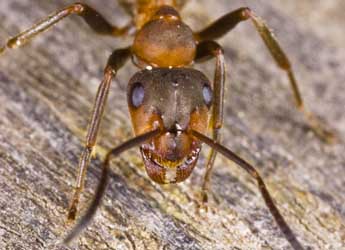 Photograph of a wood ant © Gabor Pozsgai