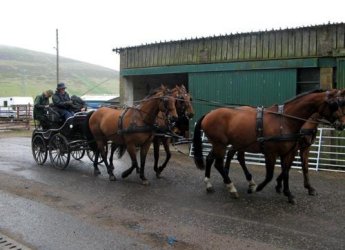 4 horses and carriage