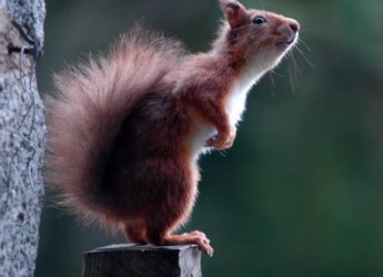 Photograph of a red squirrel