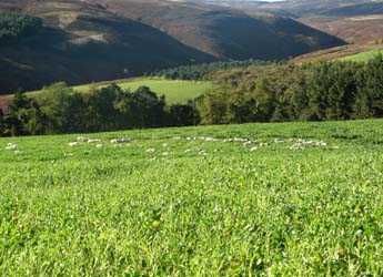 Photograph of agroforesty plots at Glensaugh