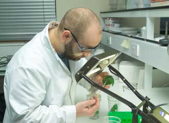 Photograph of researcher examining a leaf in the laboratory