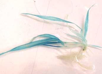 Image of transgenic barley seedling, showing GUS expression