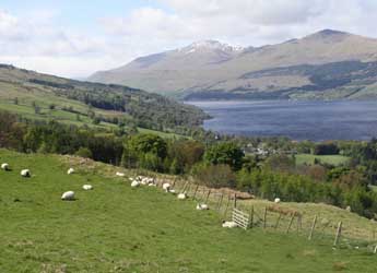 Photograph of sheep on hillside above Loch Tay