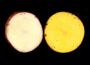 Photo of wild potato (left) beside transformed potato with increased carotenoids