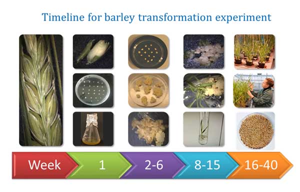 Diagram Of Barley