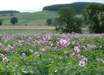 Photograph of a potato field in flower