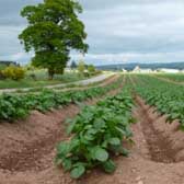 Photograph of class 2 arable land in the Howe of Mearns