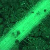Microscopy image of root hairs