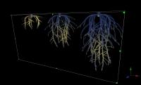 Figure 1: Image of a Root Architectural Model Figure 1: Image of a Root Architectural Model