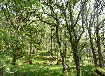 Ariundle oak wood - rich in biodiversity