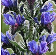 Photograph of viper's bugloss in the Living Field garden