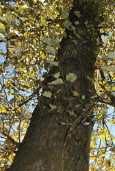 Photograph of a tree