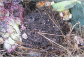 The surface of an active garden size compost bin. This one is in current use with vegetation being added as it becomes available.