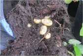 Harvesting a healthy crop of potato tubers from your pot where compost has been added.