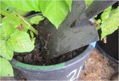 Topdressing pots of potatoes with a mulch of compost. This provides extra nutrients for the growing crop and also helps to keep the moisture in.