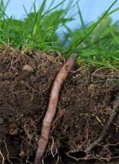 Photograph of an earthworm burrowing in soil