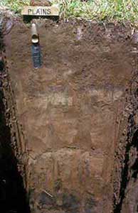 Alluvial Soil profile