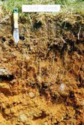 Brown Earth Soil Profile