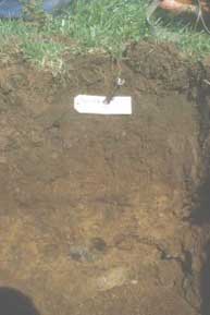 Brown Forest Soil profile