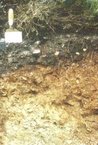 Humus-Iron Podzols soil profile
