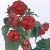 Crumbly raspberry fruit from RBDV infection