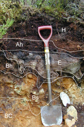Image showing a soil profile pit. Annotations show the soil horizons, a spade is provided to show scale.