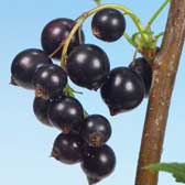 Blackcurrants