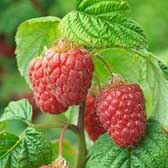 Raspberries