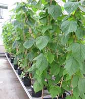 Raspberry canes in the high health glasshouse