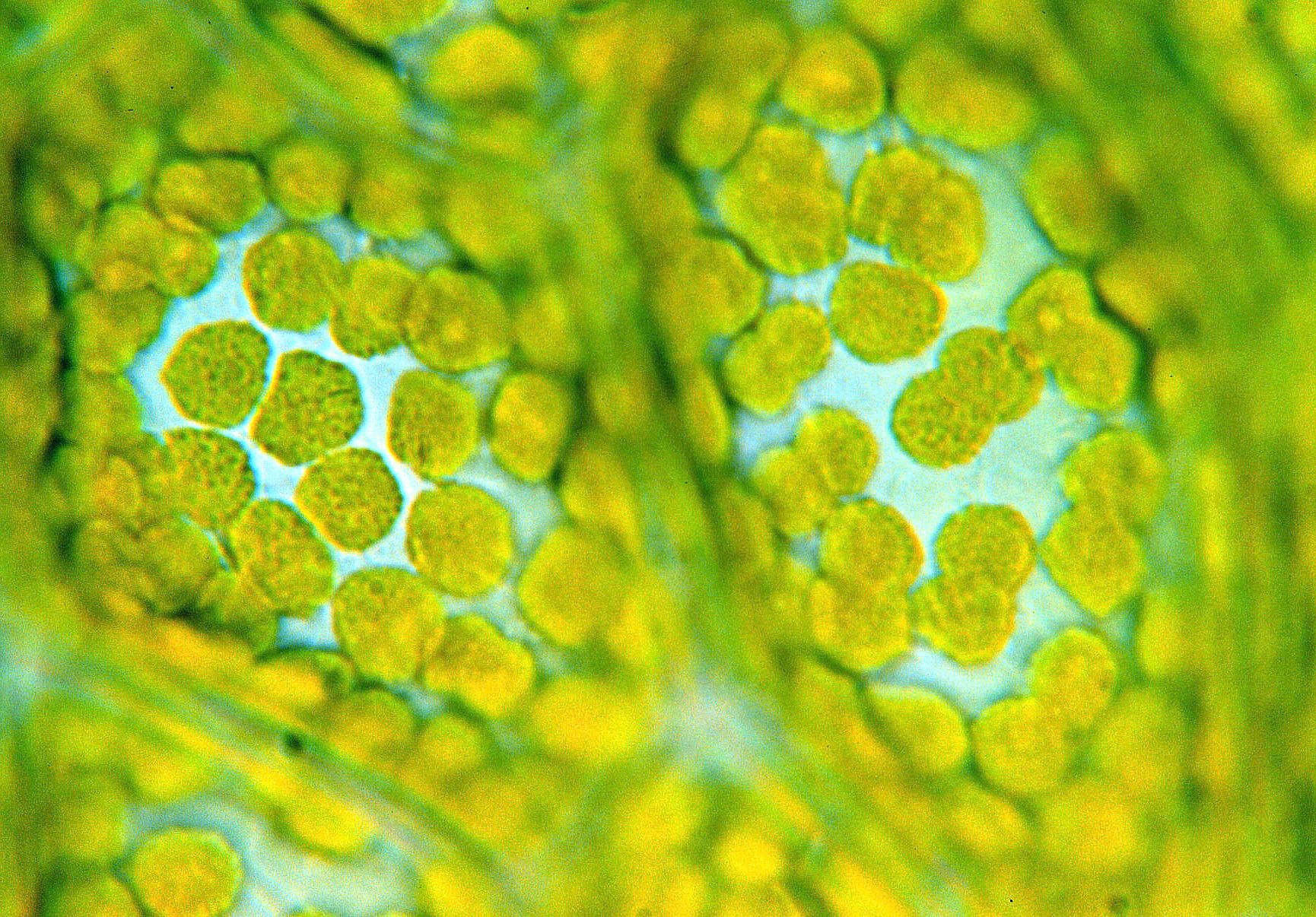 Image by Dr. phil.nat Thomas Geier, FBFG [CC BY-SA 3.0], via Wikimedia Commons