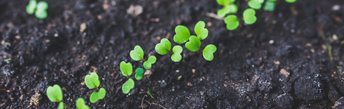 Climatic and soil variables are major determinants of seed bank density