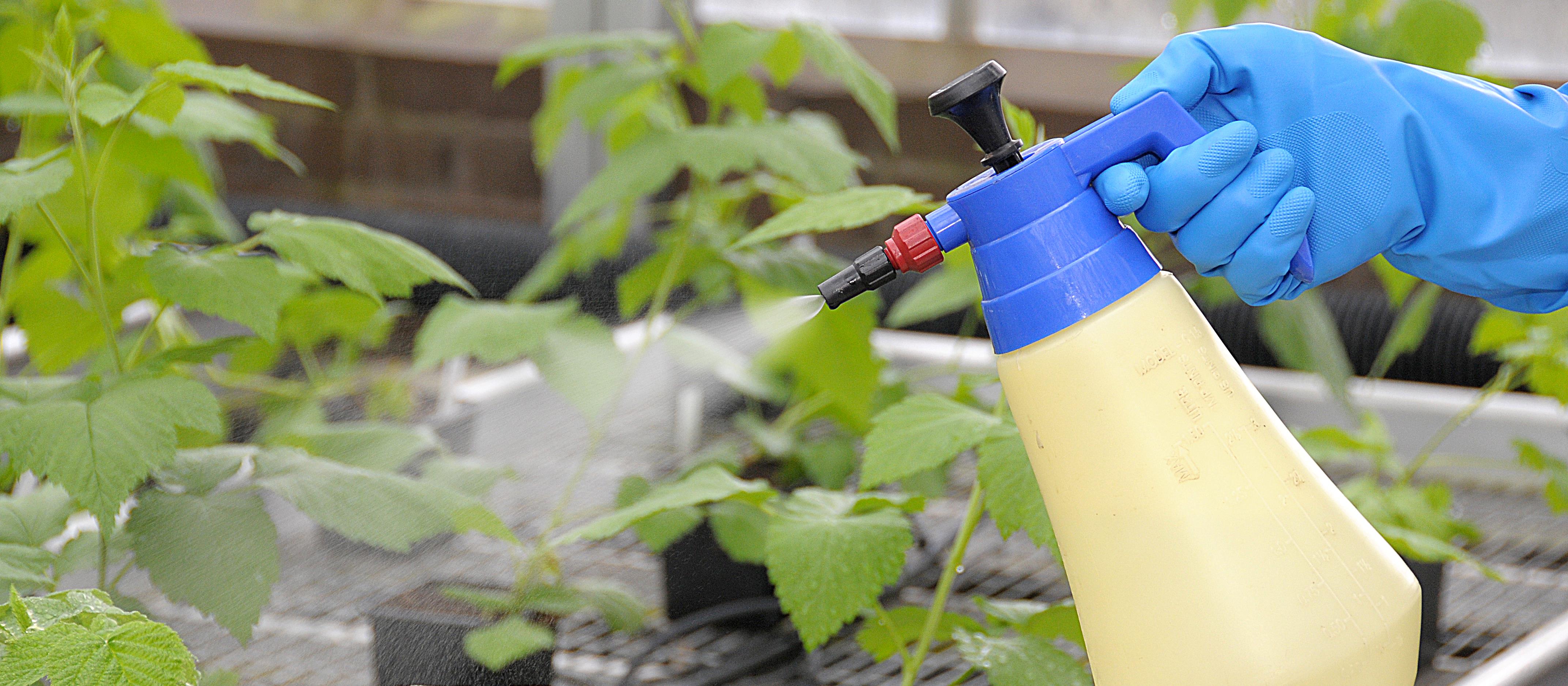 Reliance on agrochemical inputs can be reduced (c) James Hutton Inst
