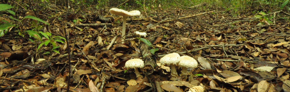 Different groups of soil fungi control interactions between seedlings and trees
