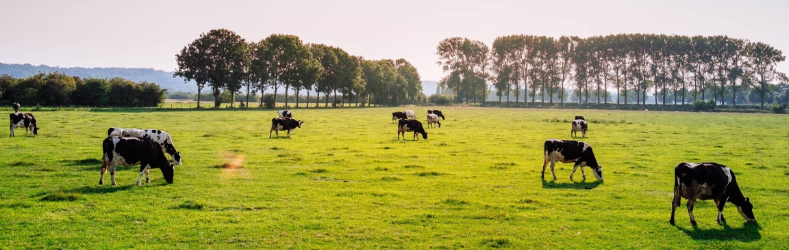 E. coli can colonise the intestinal tract of cattle and cause disease in humans