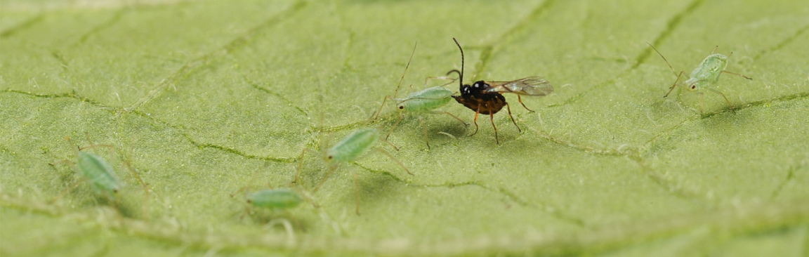 Aphids on a plant leaf