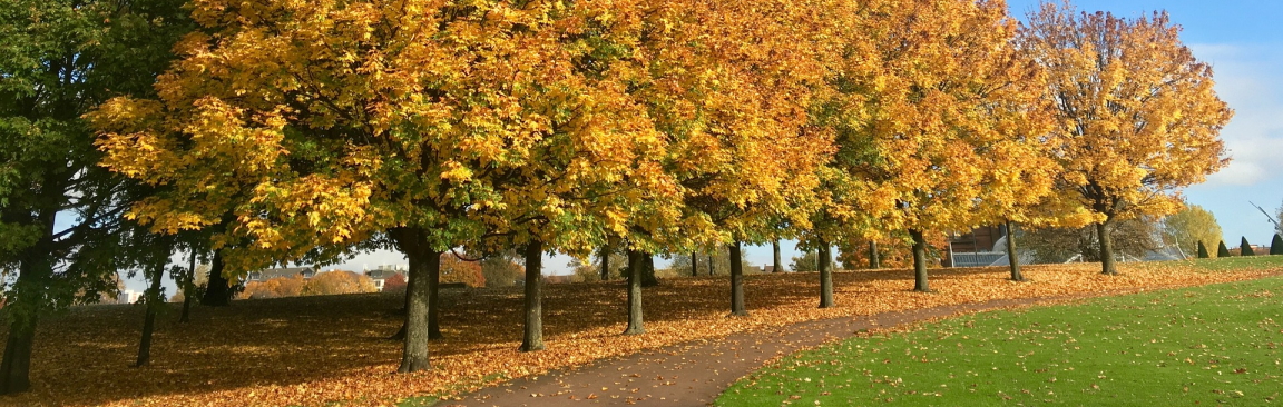 Research shows greenspace & mental health are positively related (fiach/Pixabay)