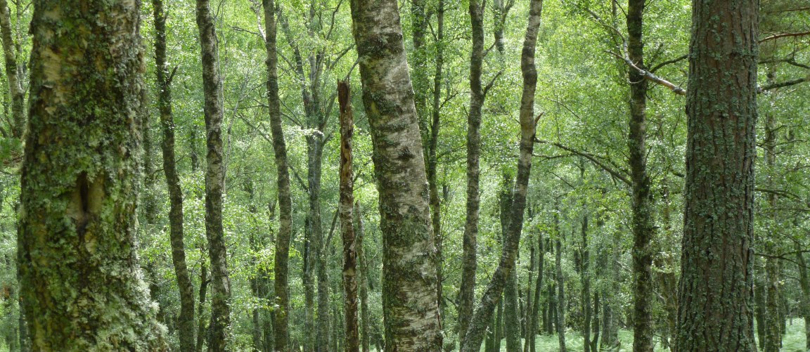 Forest near Ballater (c) James Hutton Institute