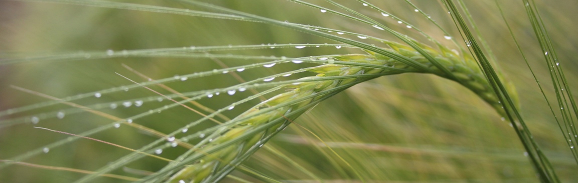 Scientists of IBH are working towards better barley (c) James Hutton Institute