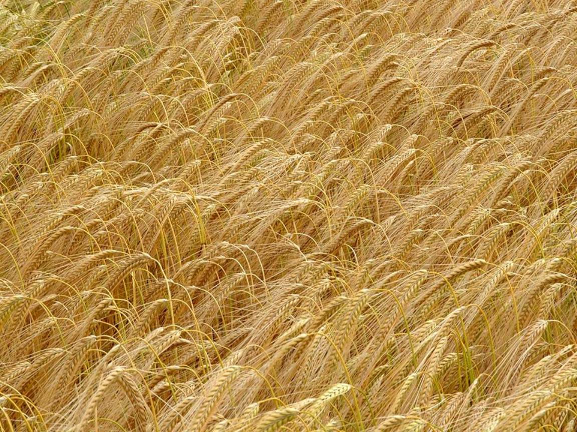Barley crop (c) James Hutton Institute