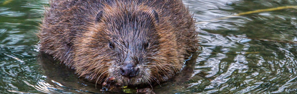 Image of a beaver