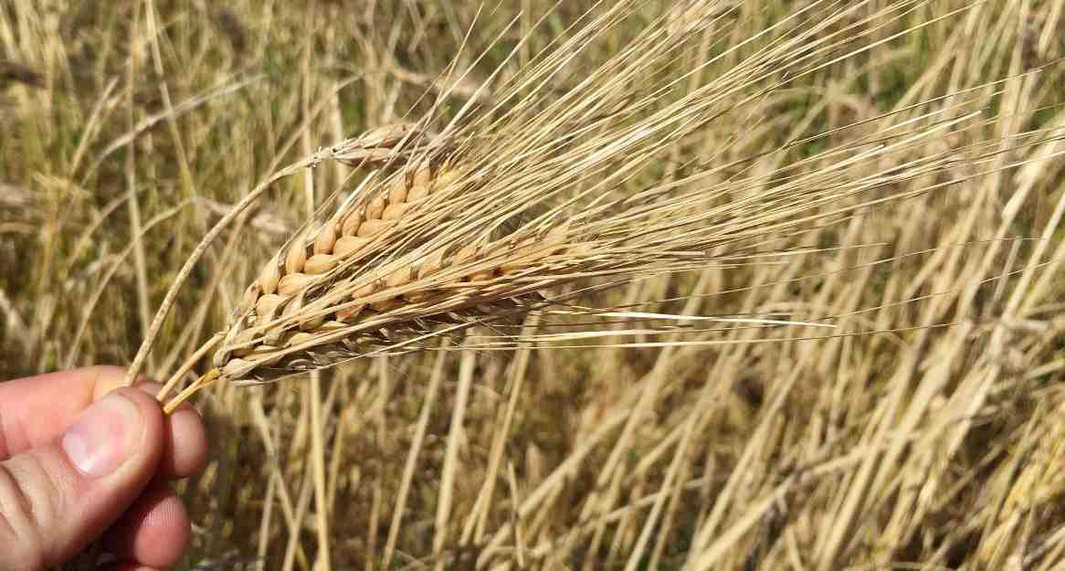 Bere barley (c) James Hutton Institute