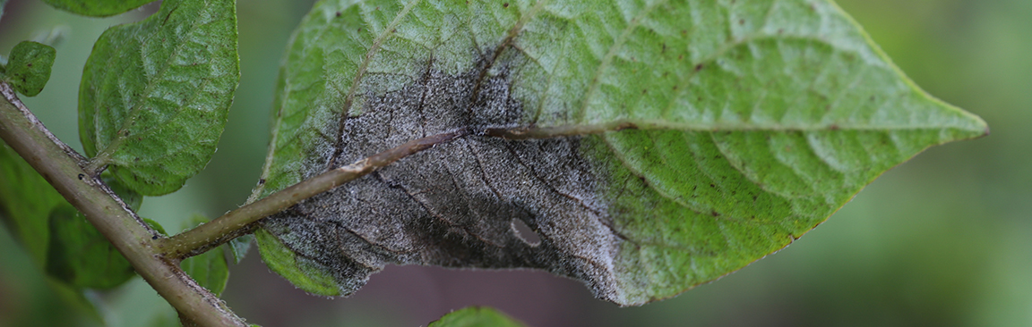 blight