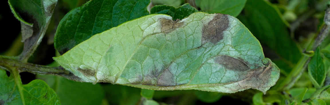 Plant leaves showing blight infection 