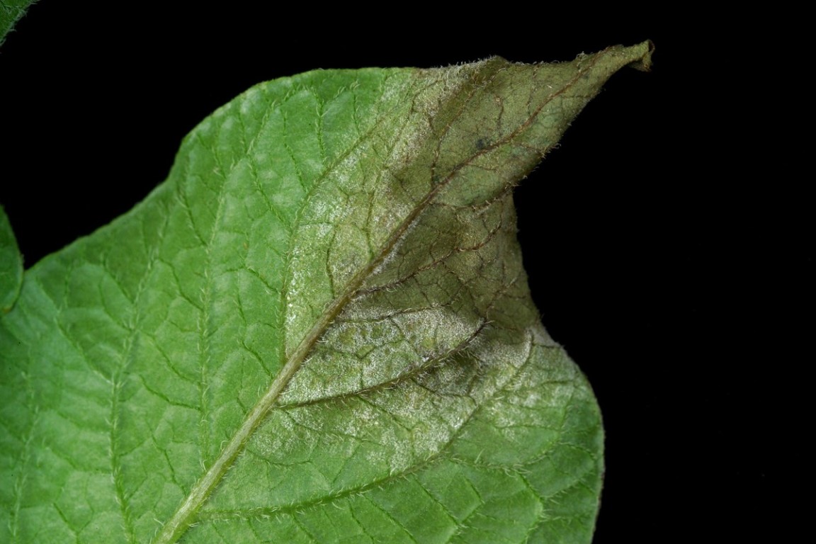 Potato leave showing blight infection (c) James Hutton Institute
